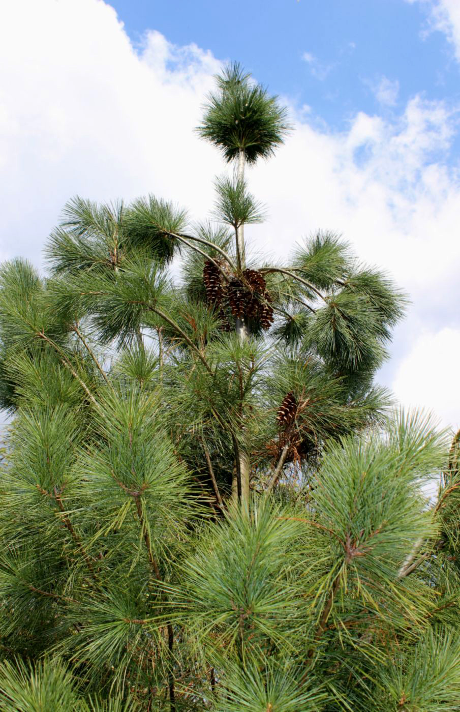 Изображение особи Pinus strobus.