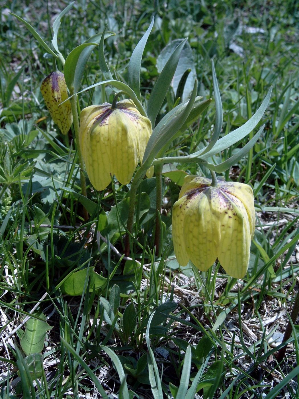 Image of Fritillaria ophioglossifolia specimen.