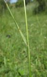 Cynosurus cristatus. Часть побега. Крым, Бахчисарайский р-н, с. Счастливое, старый сад. 20 июня 2016 г.