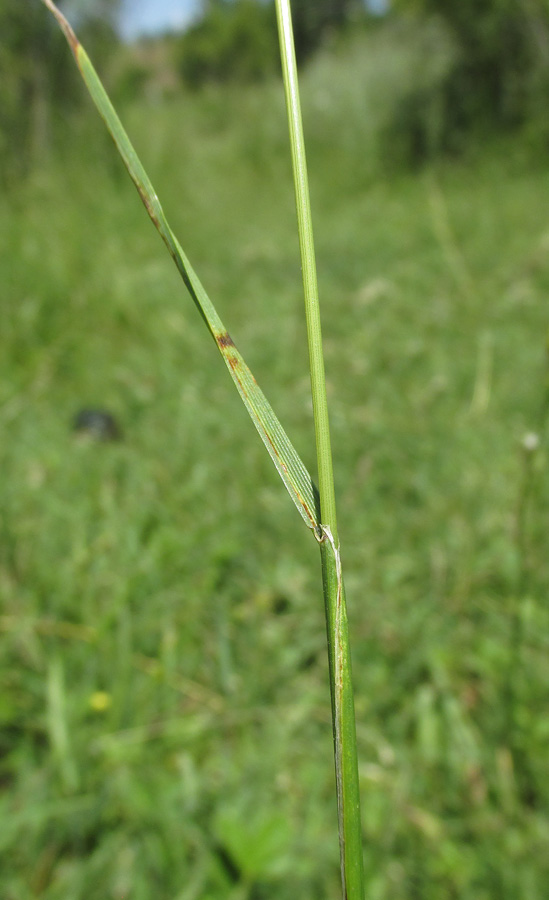 Изображение особи Cynosurus cristatus.