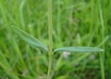 Thymus marschallianus. Узел в средней части побега. Пензенская обл., Мокшанский р-н, открытый склон в окр. с. Подгорное. 13 июня 2016 г.