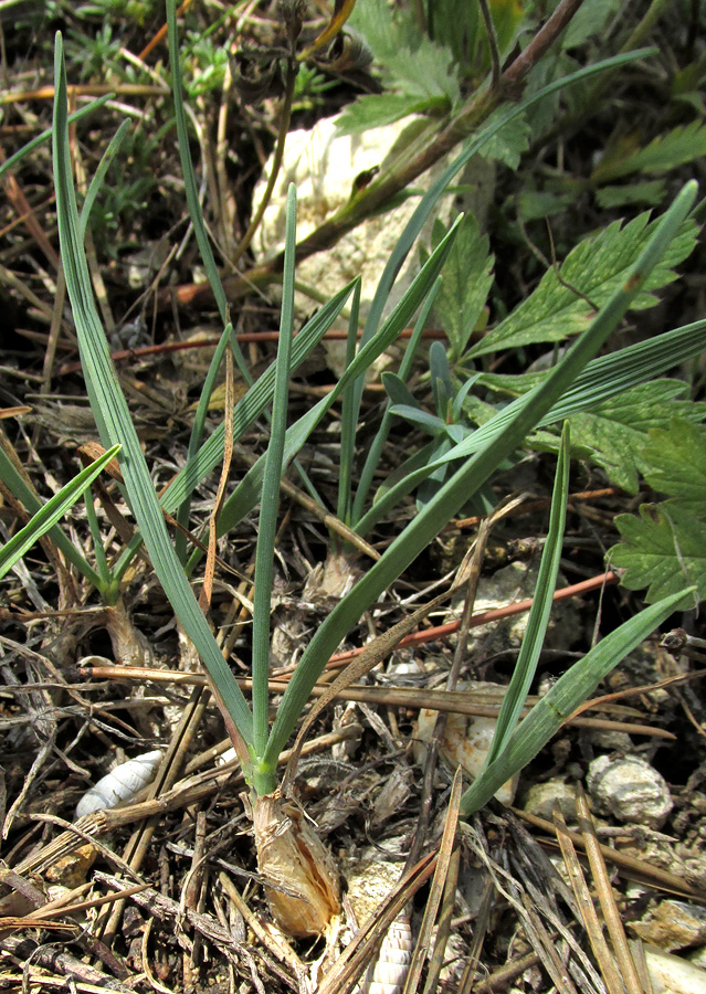 Image of genus Koeleria specimen.