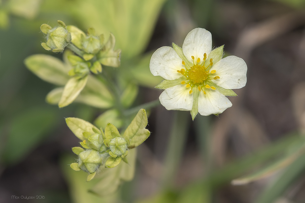 Image of Potentilla heidenreichii specimen.