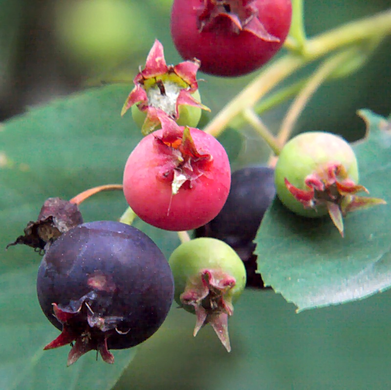 Image of Amelanchier spicata specimen.