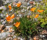 Papaver oreophilum