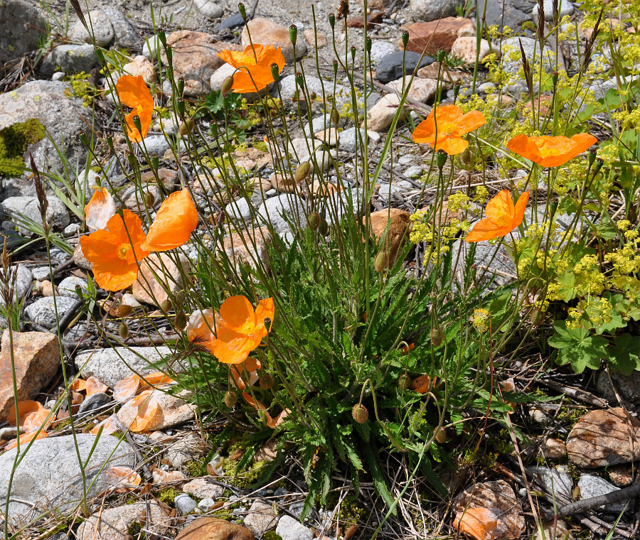 Изображение особи Papaver oreophilum.