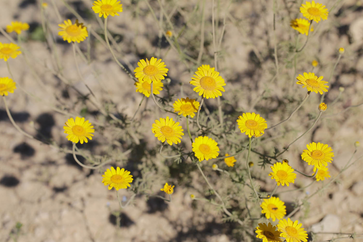 Изображение особи Anthemis tinctoria.