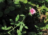 Althaea narbonensis