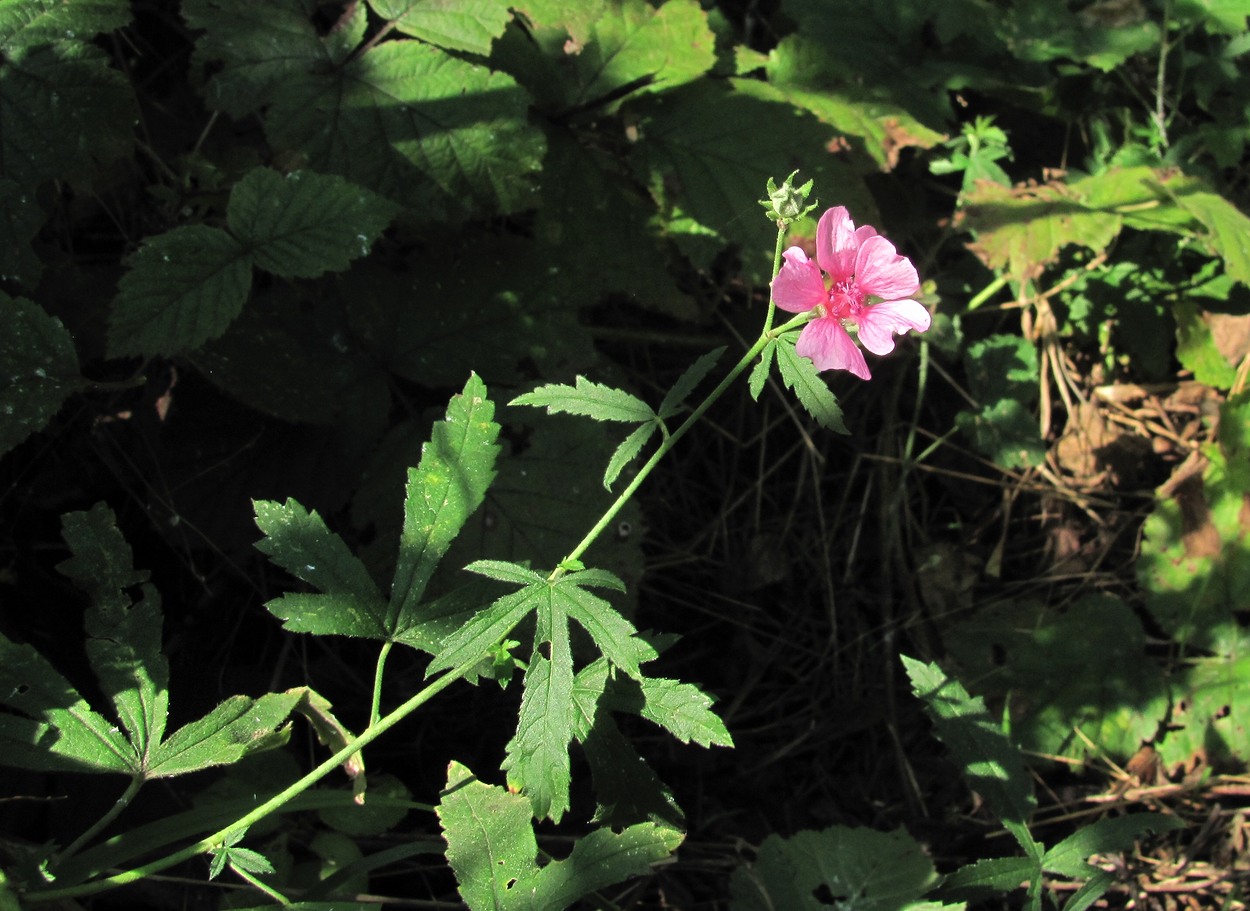 Image of Althaea narbonensis specimen.