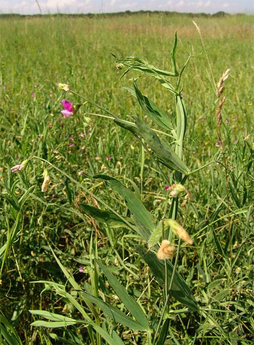 Изображение особи Lathyrus hirsutus.