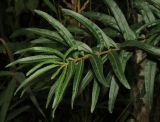 Hippophae rhamnoides