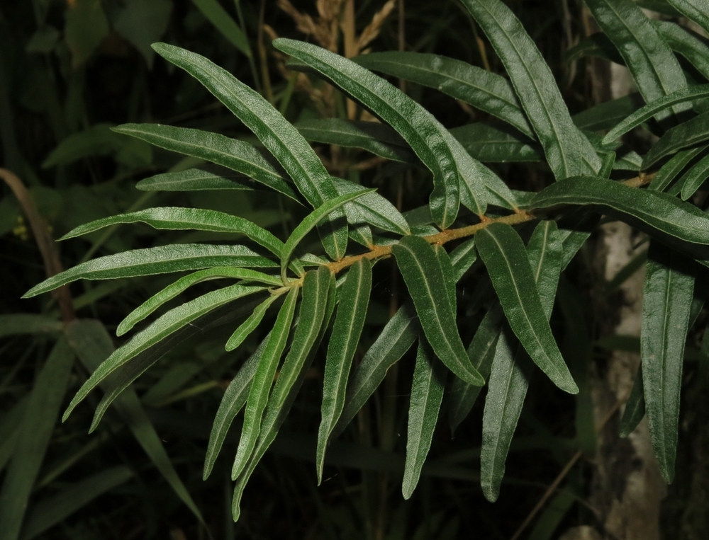 Image of Hippophae rhamnoides specimen.