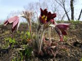 Pulsatilla cernua. Цветущие растения. Приморье, Партизанский р-н, гора Сенькина шапка, на склоне. 21.04.2016.