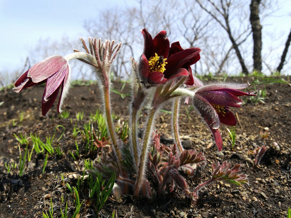 Изображение особи Pulsatilla cernua.