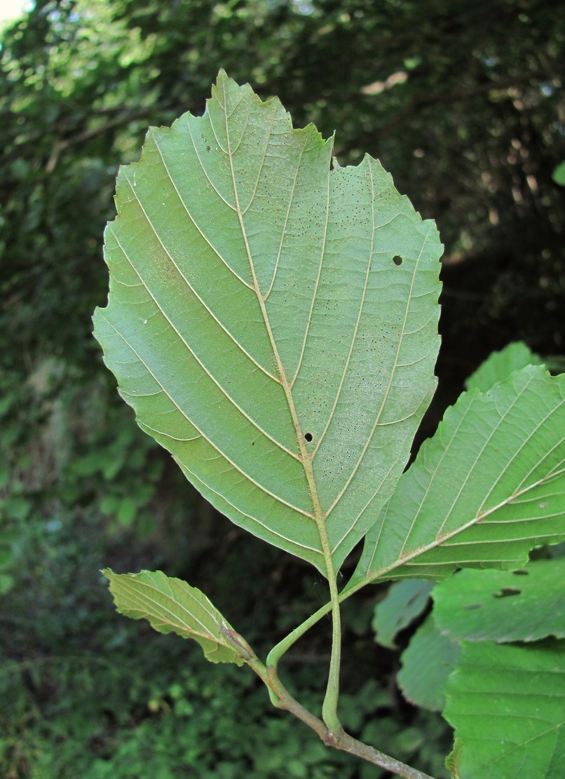 Image of Alnus barbata specimen.