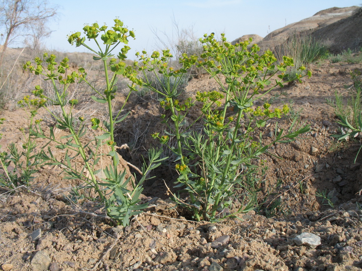 Image of Euphorbia subcordata specimen.