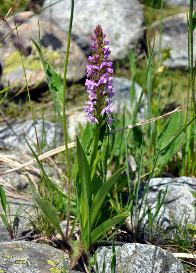 Изображение особи Gymnadenia conopsea.