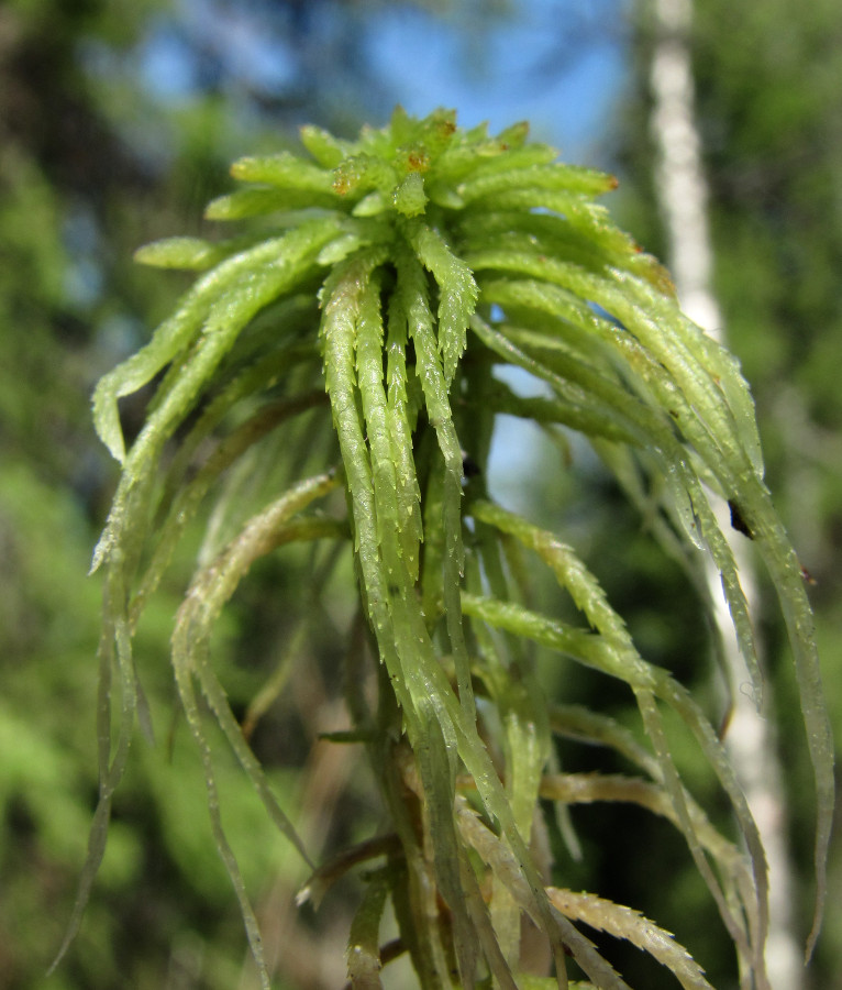 Изображение особи Sphagnum girgensohnii.