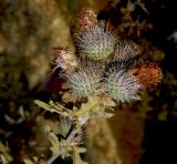 Cirsium euxinum