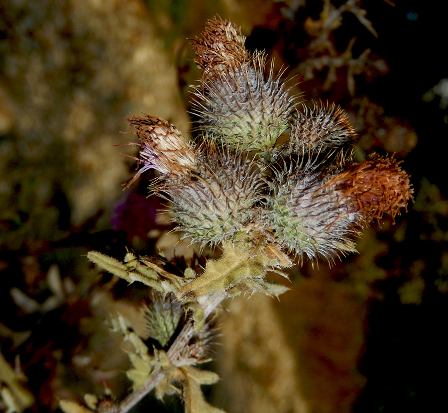 Изображение особи Cirsium euxinum.