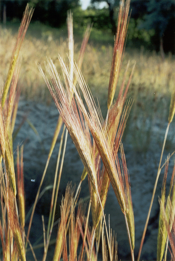 Image of Secale sylvestre specimen.