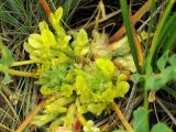 Astragalus subbarbellatus. Соцветия. Казахстан, Тянь-Шань, хр. Таласский, предгорная равнина, степь, по левому борту каньона Коксай. 16.06.2016.