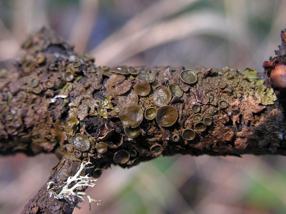 Image of Melanohalea olivacea specimen.