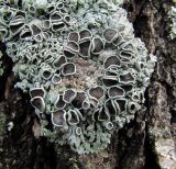 genus Physcia