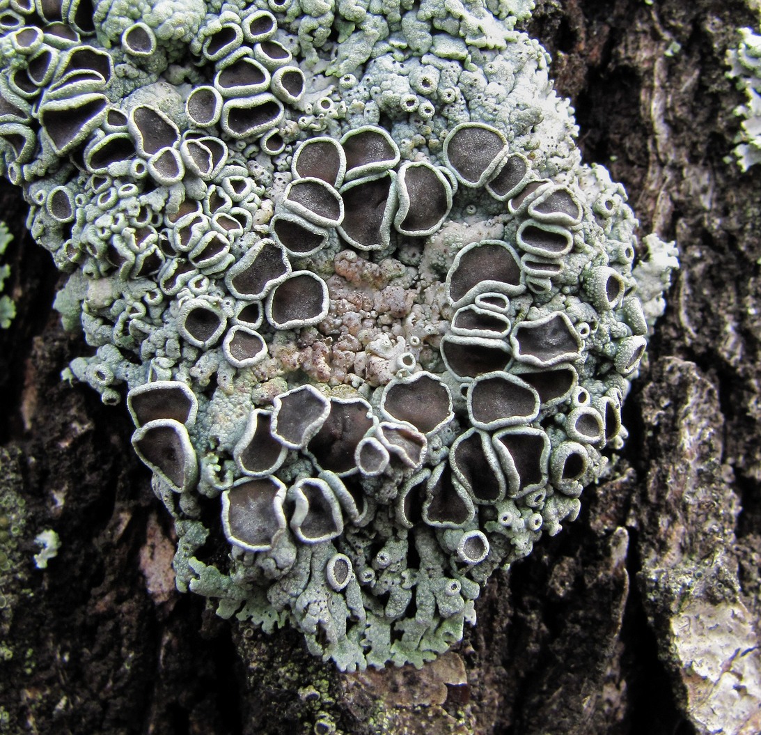 Image of genus Physcia specimen.