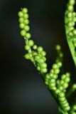 Image of taxon representative. Author is Вера Волкотруб