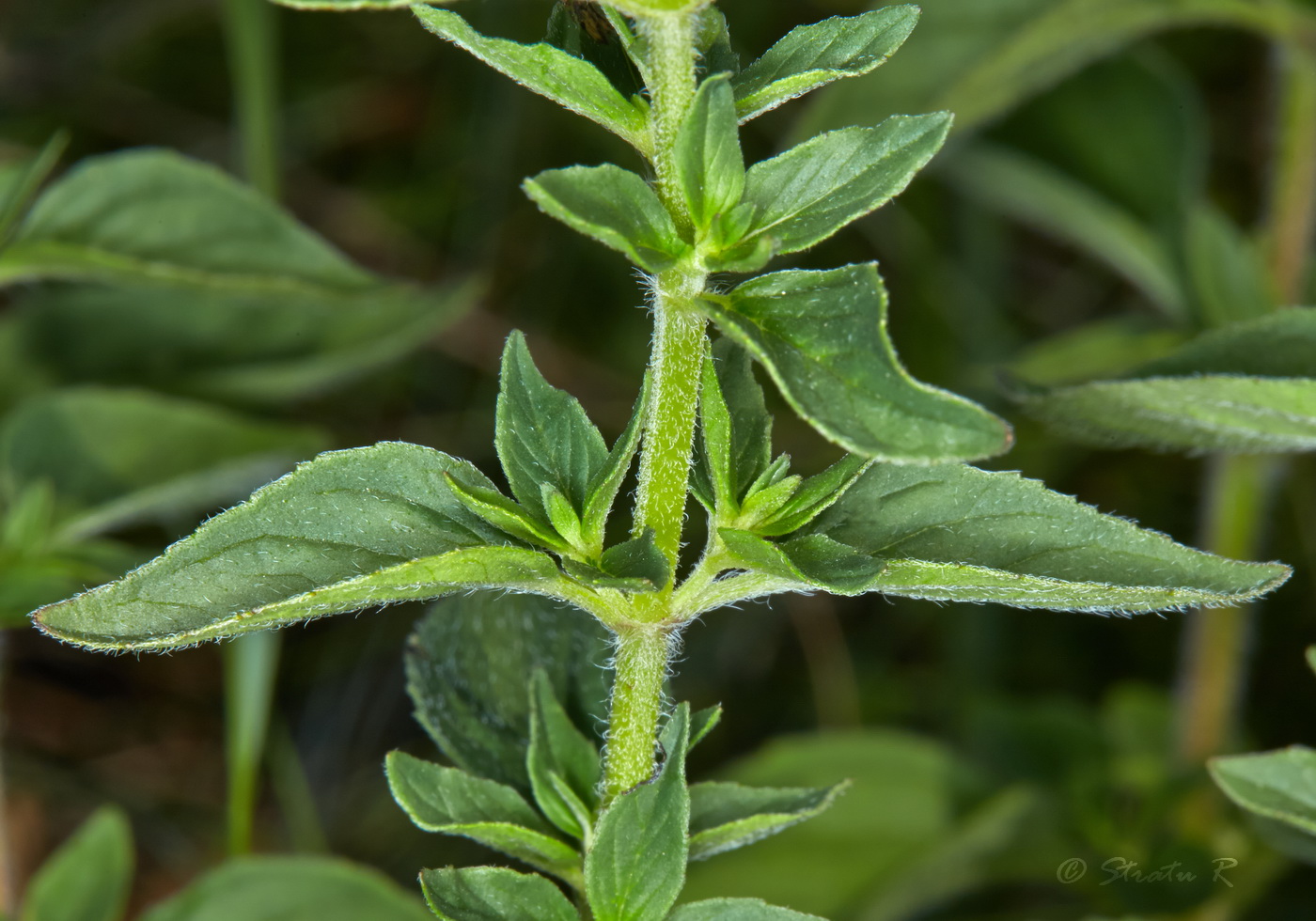 Image of Origanum vulgare specimen.