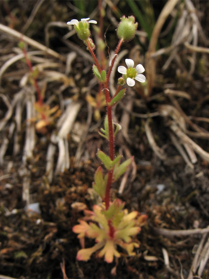 Изображение особи Saxifraga tridactylites.