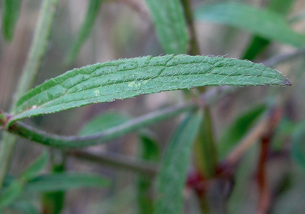 Изображение особи Stachys atherocalyx.