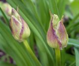 Hemerocallis middendorffii