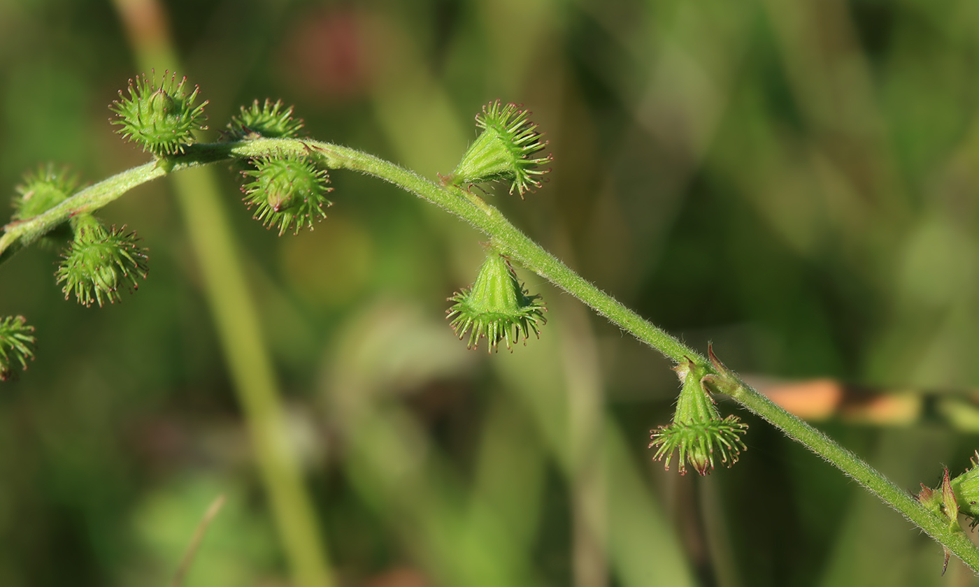 Изображение особи Agrimonia viscidula.