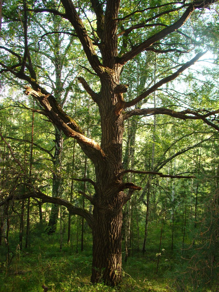 Изображение особи Quercus robur.