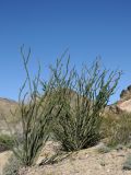 Fouquieria splendens