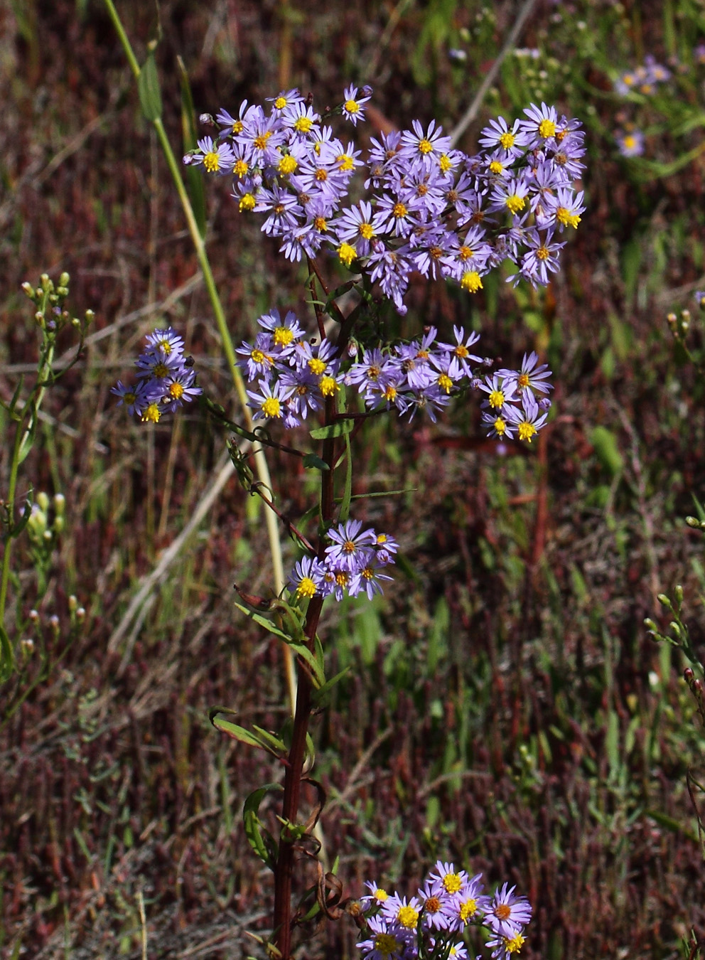 Изображение особи Tripolium pannonicum ssp. tripolium.