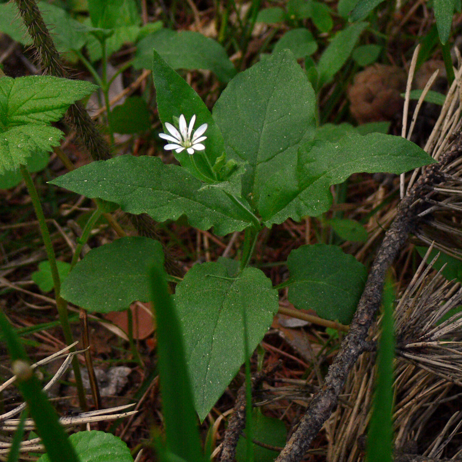 Image of Stellaria bungeana specimen.