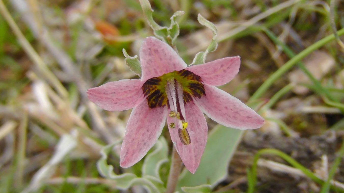 Изображение особи Rhinopetalum karelinii.