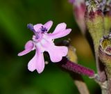 Silene aegyptiaca
