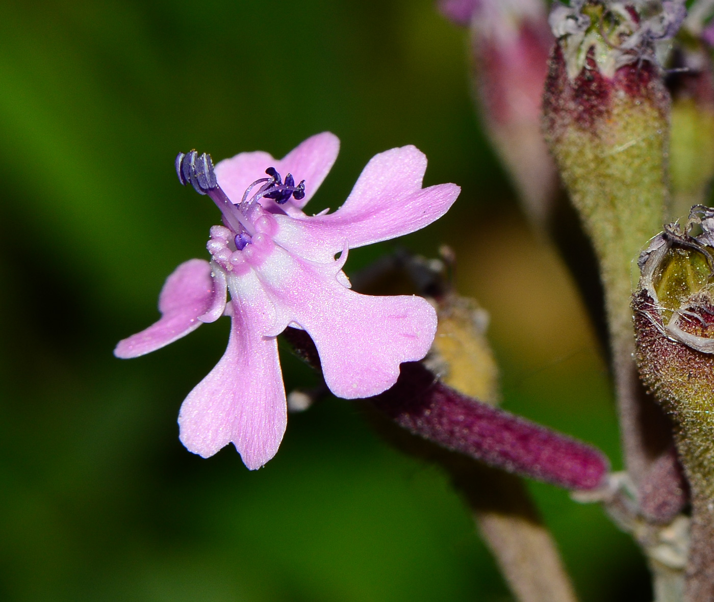 Image of Silene aegyptiaca specimen.