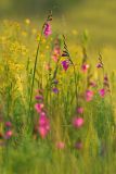 Gladiolus imbricatus