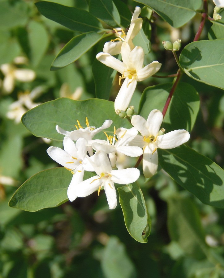 Изображение особи Lonicera tatarica.