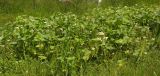 Sagittaria montevidensis