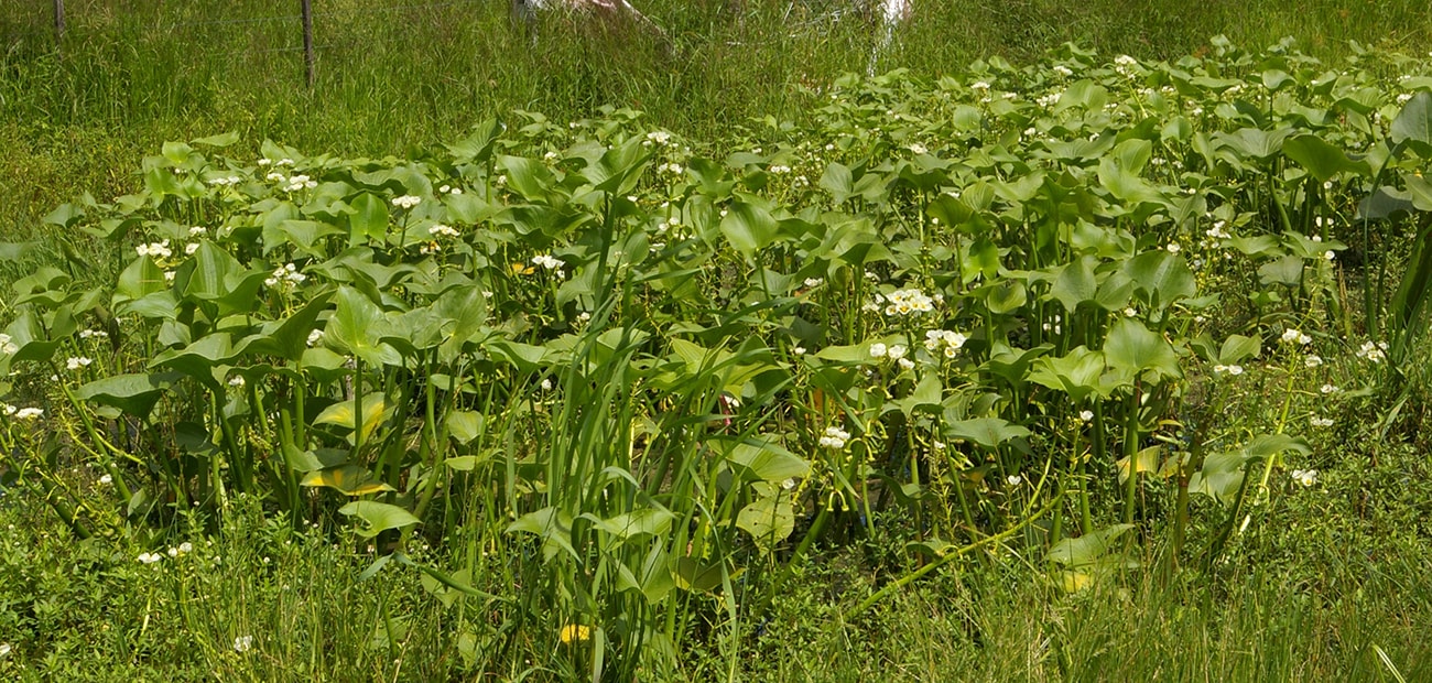 Image of Sagittaria montevidensis specimen.