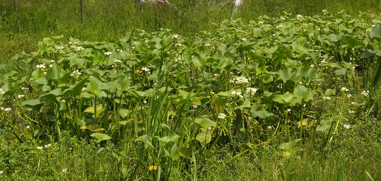 Изображение особи Sagittaria montevidensis.