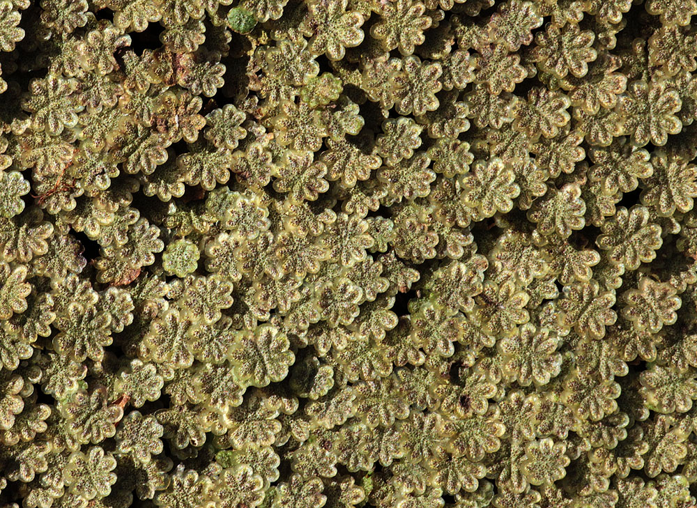 Изображение особи Marchantia polymorpha.