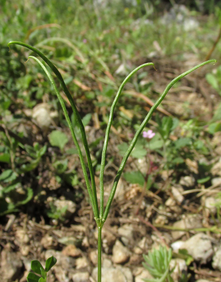 Image of Securigera cretica specimen.