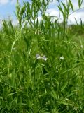 Vicia tetrasperma